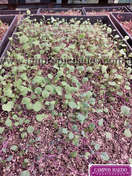 Fondo de comercio “brotes y micro vegetales gastronómicos”