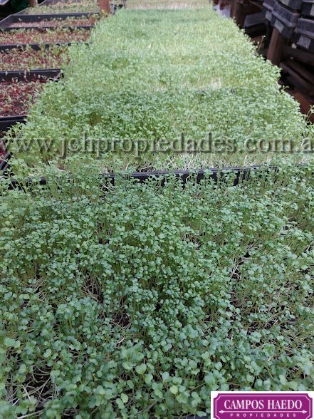Fondo de comercio “brotes y micro vegetales gastronómicos”