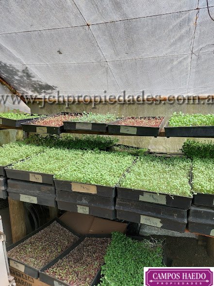 Fondo de comercio “brotes y micro vegetales gastronómicos”