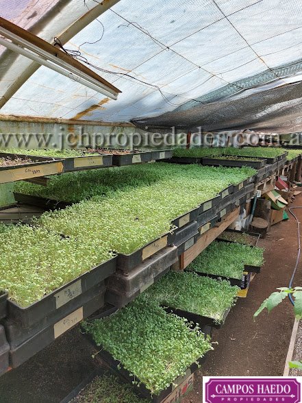 Fondo de comercio “brotes y micro vegetales gastronómicos”