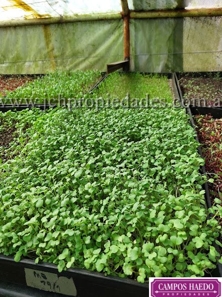 Fondo de comercio “brotes y micro vegetales gastronómicos”